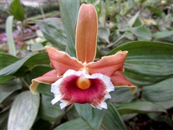 Sobralia atropubescens