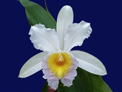 Sobralia powellii