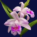 Sobralia rosea