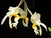 Stanhopea embreei