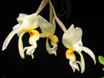 Stanhopea embreei