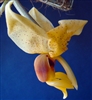 Stanhopea anfracta