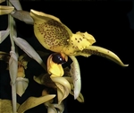 Stanhopea wardii species