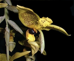 Stanhopea wardii species