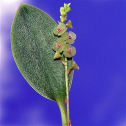 Stelis morganii