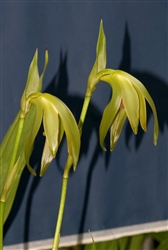 Sudamerlycaste longipetala