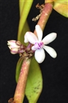 Trichoglottis rosea