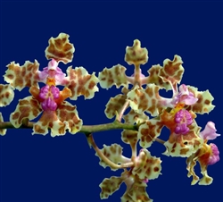 Trichocentrum carthagenense  Orchid Species