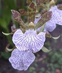 Zygopetalum maculatum