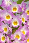 Nobile Dendrobium Angel Moon 'Love Letter'