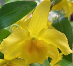 Dendrobium Yellow Song Canary x unicum