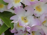 Nobile Dendrobium Fancy Angel 'Lycee'