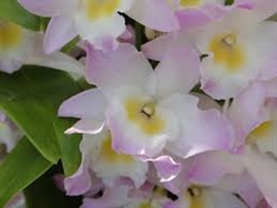 Nobile Dendrobium Fancy Angel 'Lycee'