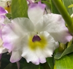 Dendrobium Super Model 'Fancy'