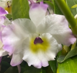 Dendrobium Super Model 'Fancy'