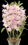 Dendrobium Joyful Day 'Joyful Day'