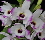 Dendrobium Nobile