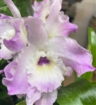 Dendrobium Nobile