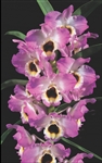 Dendrobium Nobile