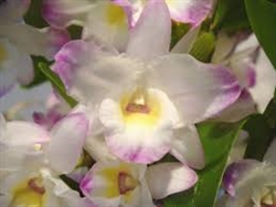 Nobile Dendrobium Sea Mary 'Snow King'