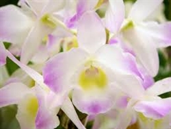 Nobile Dendrobium Spring Dream 'Kumiko'