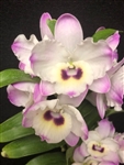 Dendrobium Nobile