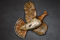 Flushing Ruffed Grouse - Life Size Bronze Sculpture - Edition Limited to 30