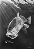 Redfish - White Charcoal on Black Paper Original by James Hitchins