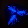 Glow Stick Blue Ice Spider