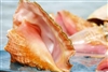 Conch