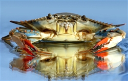 Crab, Soft Shell - 4 crabs