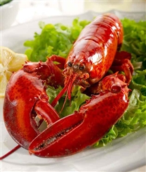 Live 1.25 lb Maine Lobster