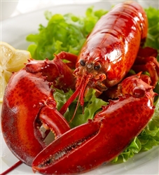 Live 1.25 lb Maine Lobster