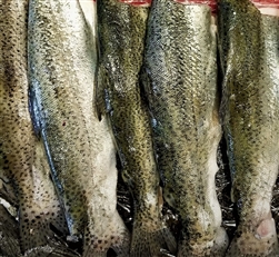 Rainbow Trout