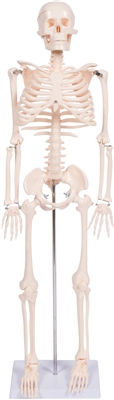 34" Human Skeleton Model Half Size with Movable & Removable Parts by Trademark Scientific