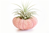 Pink Sea Urchin Air Plant Kit