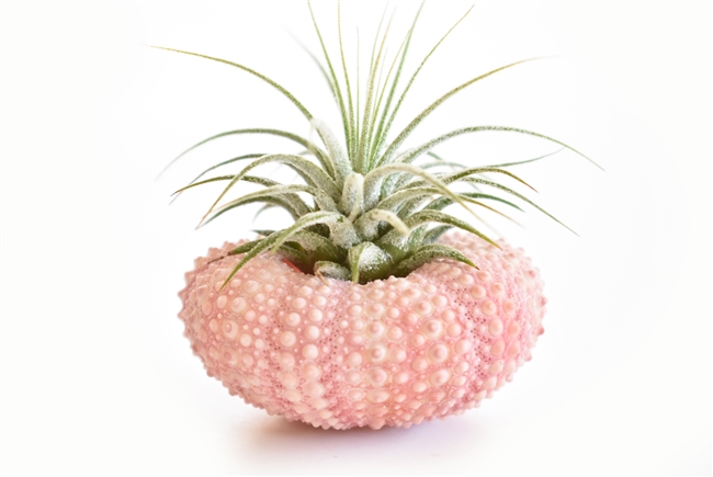 Pink Sea Urchin Air Plant Kit