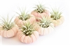 Pink Sea Urchin Air Plant Kit - 6 Pack