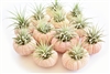Pink Sea Urchin Air Plant Kit - 12 Pack