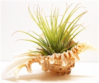 Tillandsia Kit White Murex