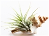 Tillandsia Kit Fox Conch