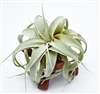 Tillandsia Xerographica w. Stand