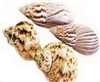 4 Hermit Crab Shell Set