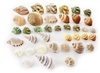 Hermit Crab Shell Set 35