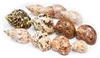 Hermit Crab Shell Set 11 Mix