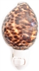 Tiger Cowrie night light