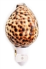 Tiger Cowrie night light