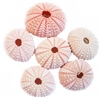 pink sea urchin