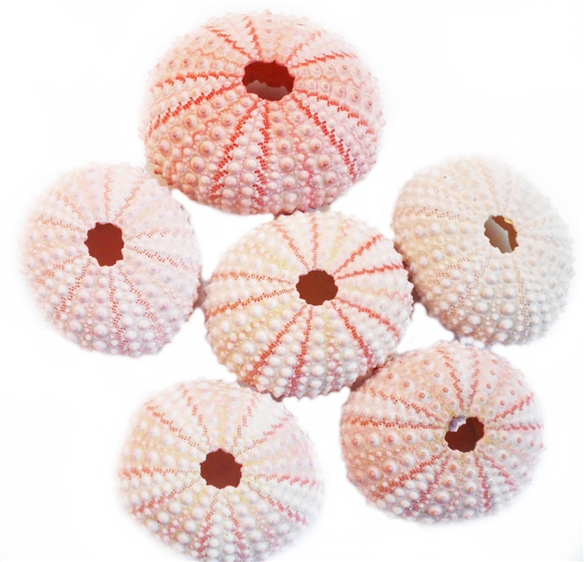 pink sea urchin