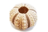 Sputnik Sea Urchin Shell small